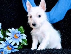 Family raised West Highland White Terrier puppies