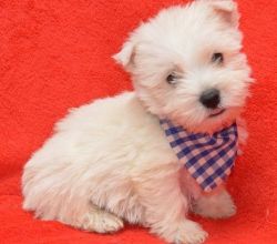 pre-spoiled West Highland White Terrier puppies