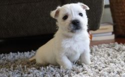 friendly charm West Highland White Terrier puppies