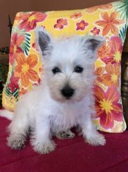 AKC registered West Highland White Terrier Puppies For Sale