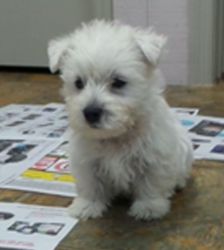 Lovely Westie puppies ready for sale