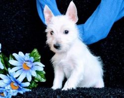 CKC Registered West Highland White Terrier puppies