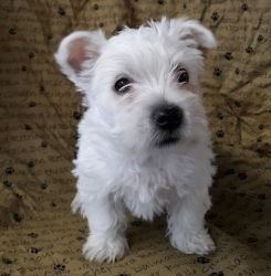 Well trained Active Westie Puppies For Sale