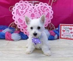 Purebred Westie Puppies For Loving Homes