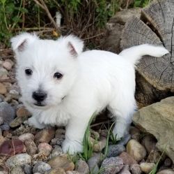 AKC Reg. Westie Puppies Available