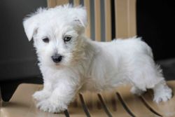 Pure West Highland White Terrier puppies