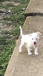 6 month’s old west highland terrier & poodle looking for a happy home