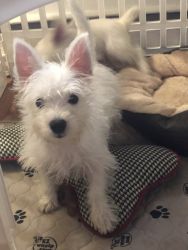 Two Westie puppies (male & female) 3 months old