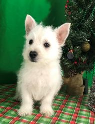 West Highland White Terrier puppies for sale.