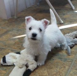 Home Raised Pure Westie puppies available
