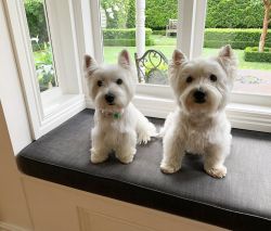 MEET THE WOO!! MALE AND FEMALE WEST HIGHLAND WHITE TERRIER PUPS