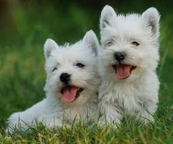 Cute & Fluffy West Highland White Terrier Puppies