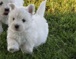 Awesome West Highland Terrier puppies