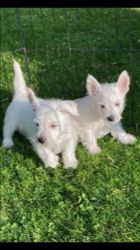 Gorgeous West highland terrier puppies