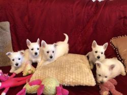 West Highland Terriers puppies
