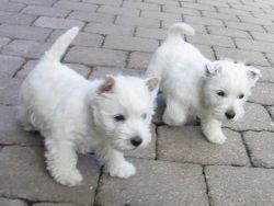 Beautiful West Highland White Terrier Puppies for sale