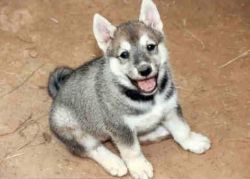 west siberian laika puppies for sale