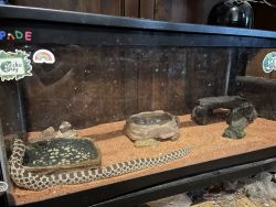 Western Hognose Snake for sale (includes set-up)