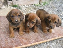 westphalian dachsbracke puppies for sale