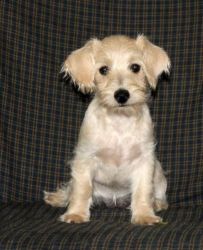 Westie-poo Puppy For Sale