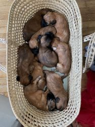 Wheaten Terrier Puppies looking for their forever home