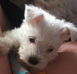 wheaten -highland terriers puppies for sale