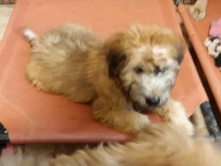 Soft coated Wheaten Terriers