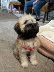 Wheaton Terrier Puppy 18weeks (Already chipped and shots up to date/AK