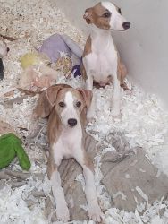 Giant Whippet puppies for rehoming with papers