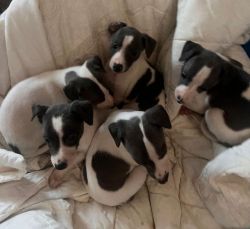 Beautiful Whippet Puppies ready now