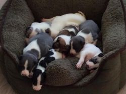 Whippert Puppies Forsale 5*