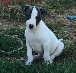 Whippet Puppies for Sale