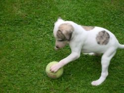 Akc registered Whippet puppies