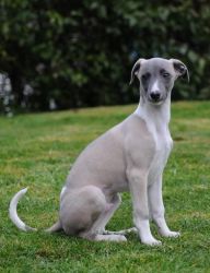 Whippet puppies for sale $500