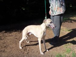 Whippet Male