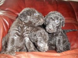 Bedlington Whippet Puppies
