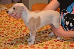 Quality Kc Whippet Pups