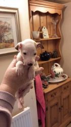 Whippet Pups From Ch. Pedigree.