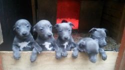 Stunning Solid Blue Dog Pups