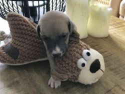 Kc Registered Whippet Puppies 2 Left Available