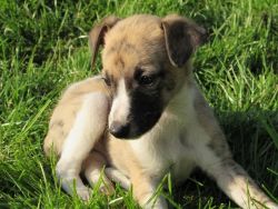 **earl** Kc Registered Quality Whippet Puppies