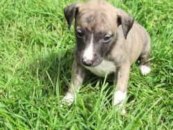 Kc Registered Quality Whippet Puppies