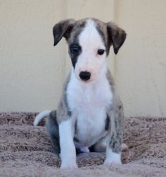 Whippet puppies for sale