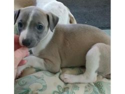 Beautiful Blue And White And Blue Fawn Whippets puppies