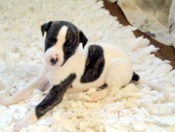 Affection Whippet Puppies For Sale