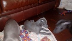 K.c. Reg Whippet Pups For Sale Ready Now