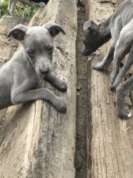 Blue Whippet Pups