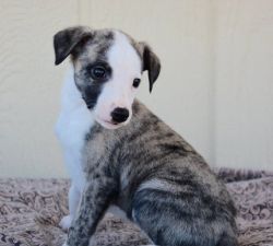 Whippet Puppies for Sale