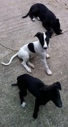 Akc Whippet puppies