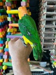 Beautiful white bellied caique for rehoming